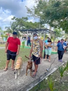 covid line for the vet