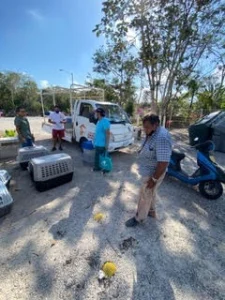 helping animals in mexico