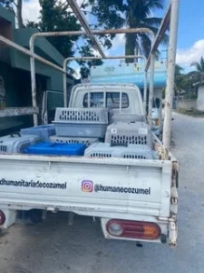 helping animals in mexico