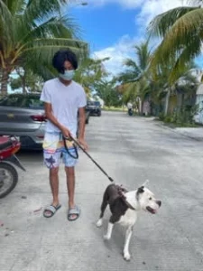 helping animals in panama