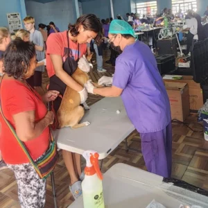 spay and neuter tela jan 2024