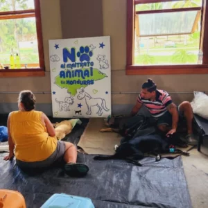 spay and neuter tela jan 2024