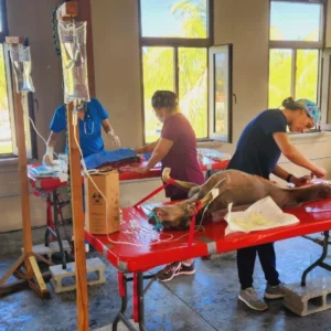 spay and neuter tela jan 2024