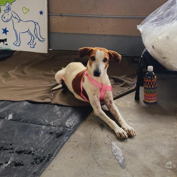 spay and neuter tela jan 2024