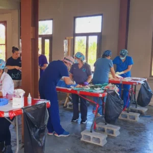 spay and neuter tela jan 2024