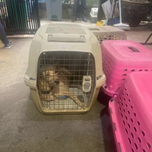 Dog waiting for a spay