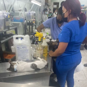 Station 1 Preparation