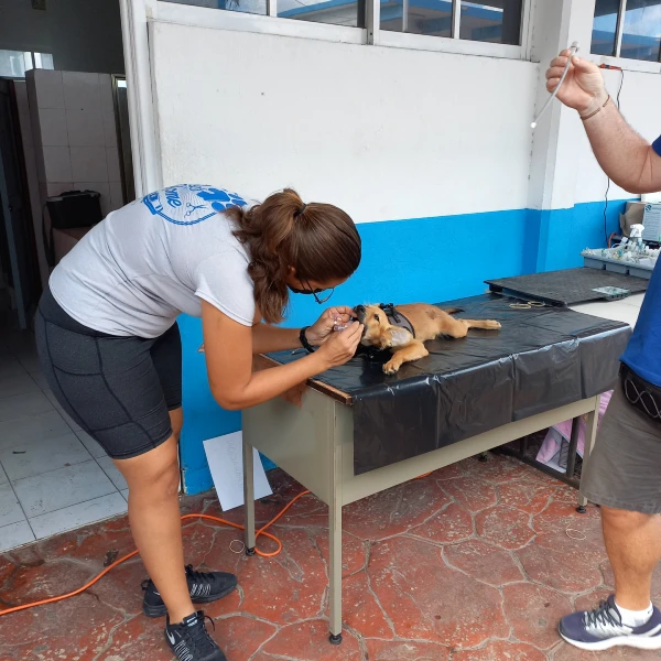 spay cozumel puppy prep