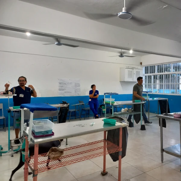 spay cozumel surgery room