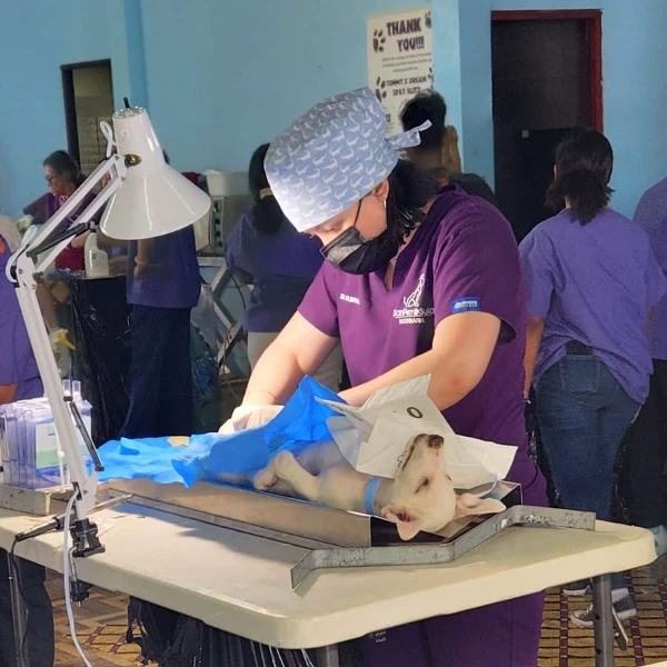 vet training in panama 