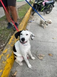 dogs of panama