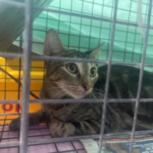 cat waiting for a spay