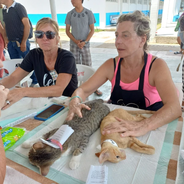 spay cozumel cat aftercare