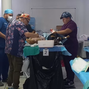 surgeries